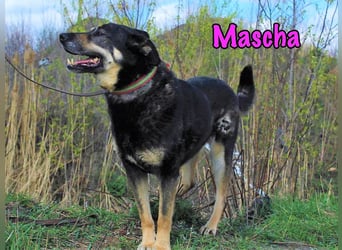 Mascha geb. 11/2016 - genügsame, brave und unglaublich verschmuste Hündin!