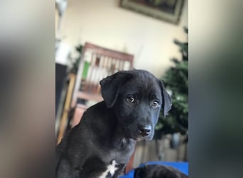 Hübscher Fido sucht seine Familie