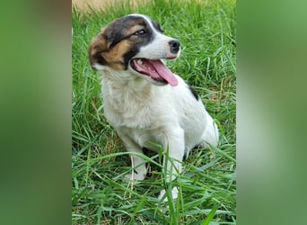 Wirbelwind Babsi im Saarland