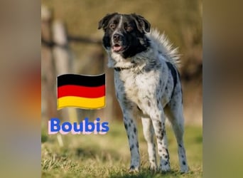!!NOTFALL!!Boubis,geb.01/22,aufmerksamer Bub sucht eine führende Hand,bef.sich in 64579 Gernsheim