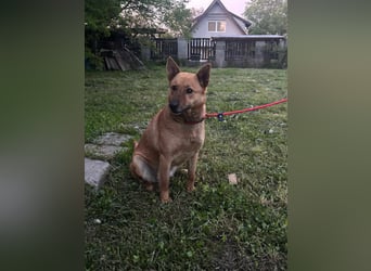 Fanny, 1,5 Jahre, 50cm sucht tierliebe Menschen