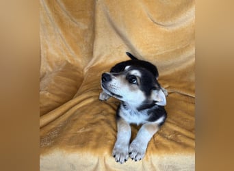 BETA, ca. Mai 2025 geboren, Schäferhund-Mischling