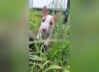 Mini bullterrier - Australian shepherd mix welpen