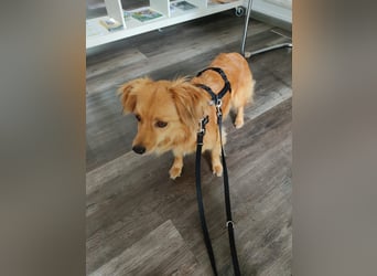 Bolota, Mix Dackel / Spaniel, noch schüchtern und ängstlich