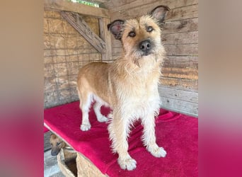 ❤️ superliebe Familienhündin - 2,5 Jahre, 50cm/20kg - Schnauzer-Mix