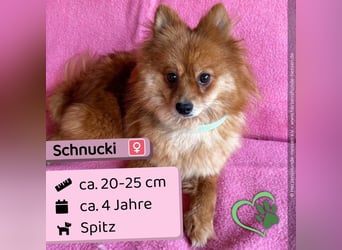 Schnucki