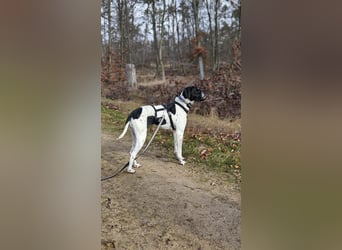Sangria  - Portugiesischer Pointer, lieb und verträglich