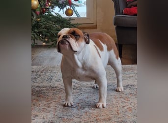 Englische Bulldoggen welpen Top Pedigree FCI
