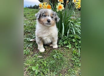 Australian Shepherd Welpen