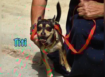 Titi geb. 03/2023 (ESP) - fröhlicher und liebevoller, kleiner Chihuahua-Mix!