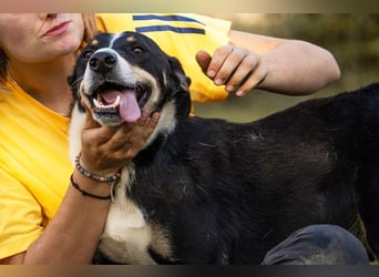 JACKO - der freundliche und menschenbezogene Rüde möchte beschäftigt werden und lernen