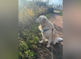 Golden Retriever Deckrüde mit Ahnentafel
