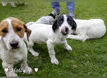 Holly, Hank und Herbie suchen ab sofort ein Zuhause