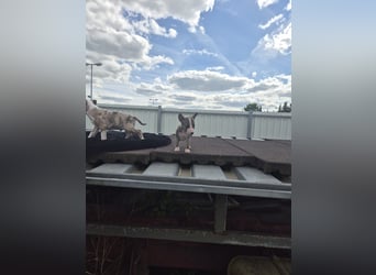 Mini bullterrier - Australian shepherd mix welpen