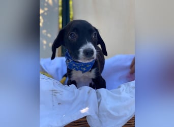 Artur LM - Zuhause gesucht – Neun kleine Hundekinder auf großer Mission
