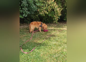 Bolota, Mix Dackel / Spaniel, noch schüchtern und ängstlich
