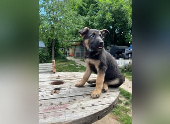 Deutsche Schäferhund Welpen