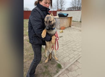 Iwo, geboren 22.05.2024, 60cm sucht seine Menschen