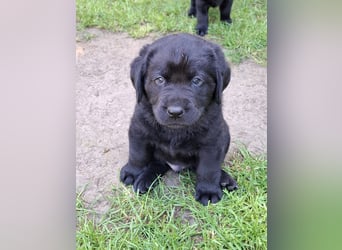 Labrador Welpen mit Ahnentafel