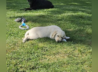 Reinrassige Golden Retriever Welpen