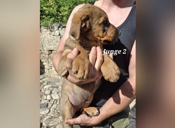 Ab sofort liebevolle Hände für drei wunderschöne Jungs gesucht.