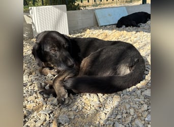 Momo braucht ein liebevolles Zuhause