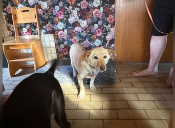 Ruhige Hündin Molly sucht ein zu Hause