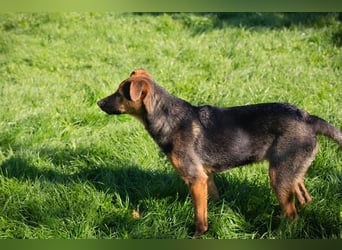 STINA - die aufgeweckte Junghündin liebt es zu spielen und zu kuscheln