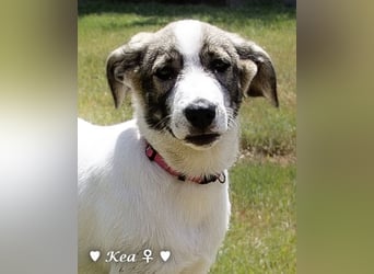 Marla, Scippy und Kea auf der Suche nach ihrer Familie
