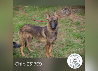 Chip 231769: Sucht ein Zuhause