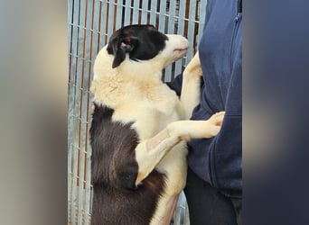Mella - Gute-Laune-Hund