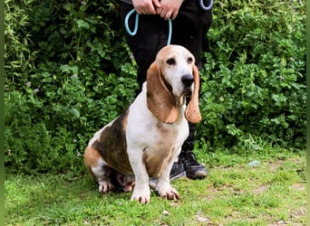Bassant  - Basset Hound, lieb und verträglich