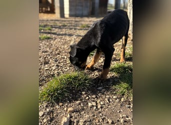 Rosi , ein weiteres ganz bezauberndes Hundekind !