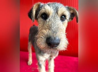 ❤️ superlieber PINO - 1 Jahr, 40cm/9kg - Foxterrier-Mischling