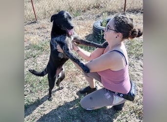 Zecco- ein Wundervoller Hundejunge sucht ein Zuhause