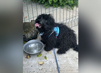 Charlie - unser liebenswerter Wuschel