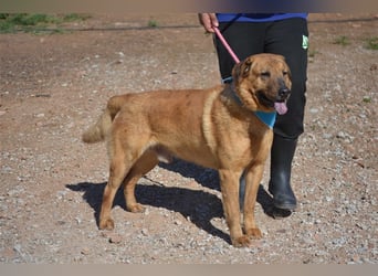 Farinelli - freundlicher, stattlicher Hundejunge