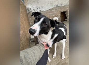 YADE, Hündin, 1,5 Jahre, 50 cm, Mischling, Tierschutz