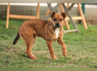 Simba, kleiner Hundejunge sucht ein Zuhause