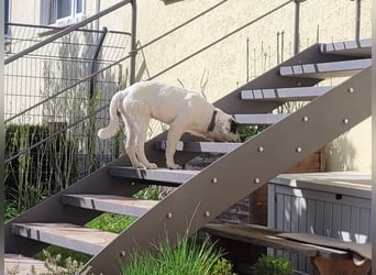 Englisch-Setter-Mix Welpe (Tierschutz)