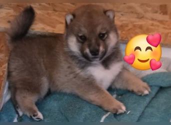 Shiba inu Welpen.   vom Haus Joe   ,Liebhaberzucht