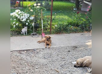 CHERIE - Zuckersüßes Mädchen sucht ihre Menschen