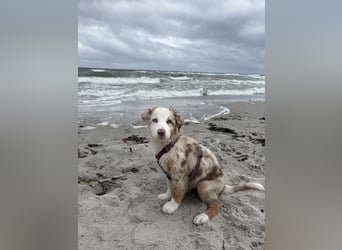 Australian Shepherd Welpin klein kurzhaar blaue Augen