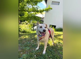 Alba - vorsichtige, ruhige, liebe Labrador-Mix-Hündin / Pflegestelle in Mosbach