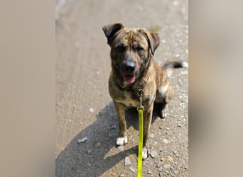 Buddy- der tollste Hund in den richtigen Händen