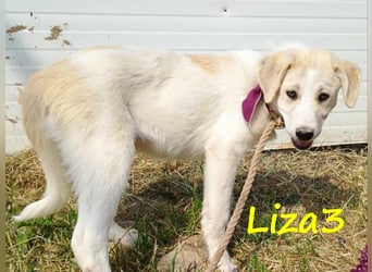 Liza3 geb. 03/2025 (GRC) - verspielte und neugierige Griechische Schäferhund Mix Welpin!
