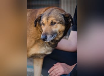 RAMBO sucht liebevolles Zuhause