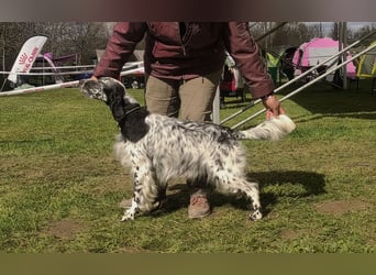 English setter Rüde Welpe