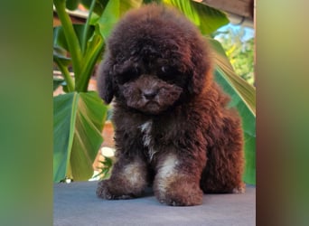 Cavapoo welpen
