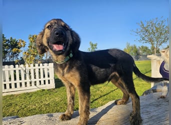 KAIKO ❤️ süüüüßer Wuschel, Pflegefamilie Kevelaer